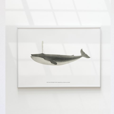 【アートポスター】クジラ　くじら　魚　インテリアポスター　海　子供　ヴィンテージ　レトロ　ポスター　アート　インテリア　