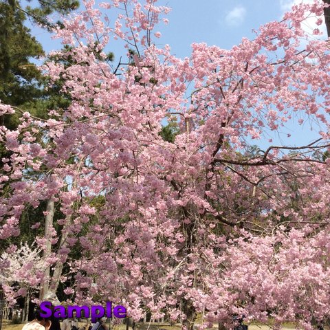 65 醍醐寺の桜