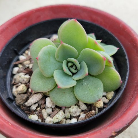 多肉植物❤レア❤マリア❤抜き苗