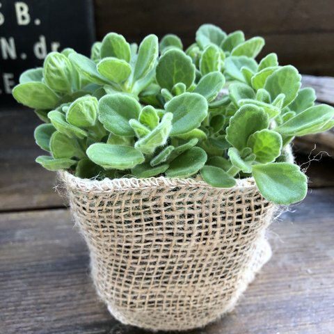 アロマティカス♡ミントの甘い香り♡多肉植物♡