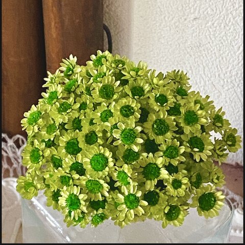 スターフラワーブロッサムアレンジ加工アップルグリーングリーン色❣️ハンドメイド花材カラードライフラワー
