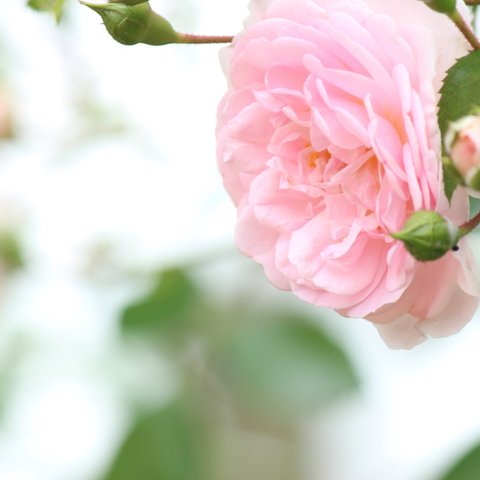 ○写真ポストカード  ピンクの薔薇  3枚セット○