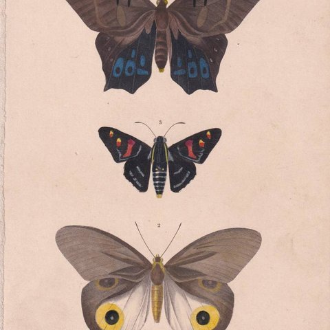 フランスアンティーク 博物画『蝶類8』 多色刷り石版画