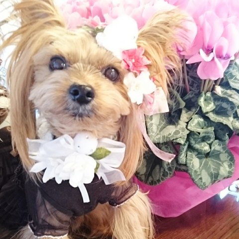 ♥手編みふわふわチョーカー♥繭の花*薔薇*白*ホワイト