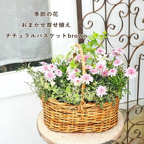 🌷季節の花 おまかせ寄せ植え 木製ナチュラルバスケットbrown