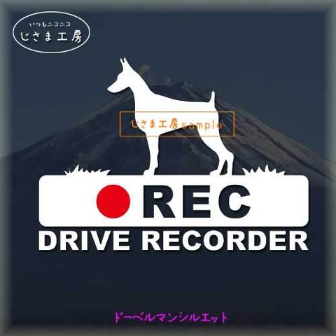 ドーベルマンの白色シルエットステッカー‼後方注意‼『DRIVE　RECORDER』