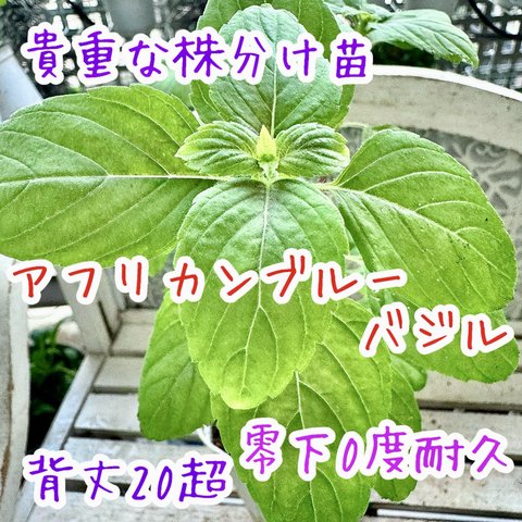 入手困難　株分け　アフリカンブルーバジル　苗　お花も香りも素敵‼️ ポプリ最適🎵　寒さ強し　耐寒0度　バジル