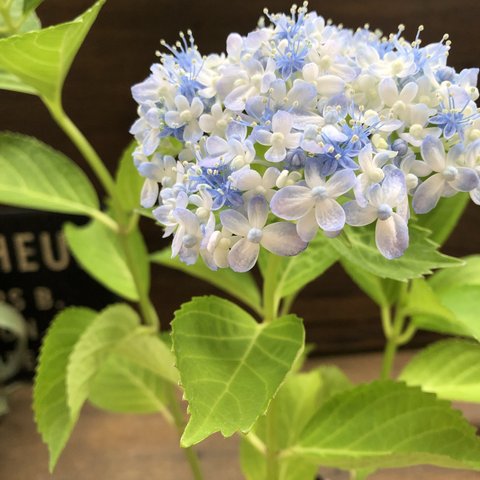 超希少♡ミカワチドリ♡山アジサイ♡三河千鳥♡紫陽花