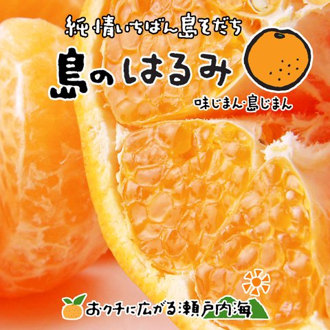 希望の島 はるみ 訳あり品 5kg 愛媛県 中島産 みかん 島みかん