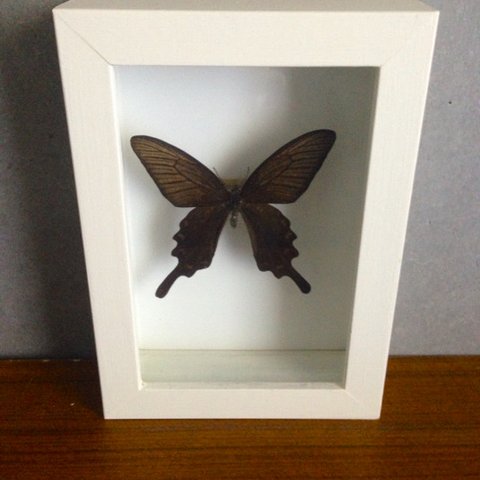 Papilio macilentus 