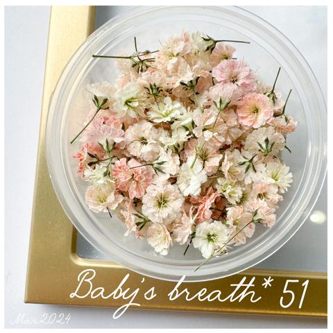 baby’s breath*51