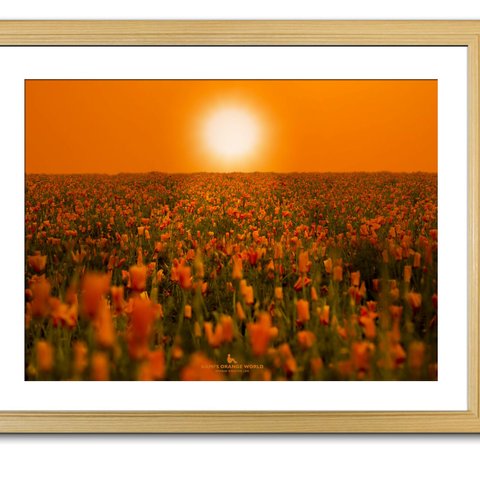 【額付アート写真/A3サイズ】ORANGE SUN LIGHTING THE POPPY FIELD