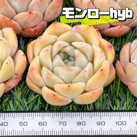 新入荷 大人気 多肉植物 エケベリア モンローhyb 超美苗 レア種