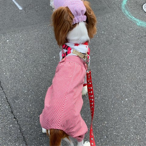 犬服ロンパース　レッド星柄ホワイトＴシャツ、レッドストライプパンツ　ロンパース新作