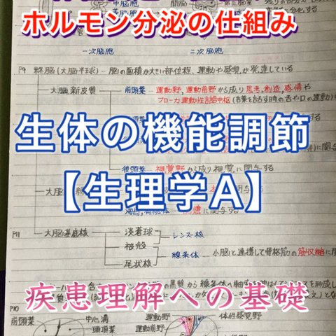 医療系学科定期、国家試験対策シリーズ【生体の機能調節（生理学）Ａ】まとめノート