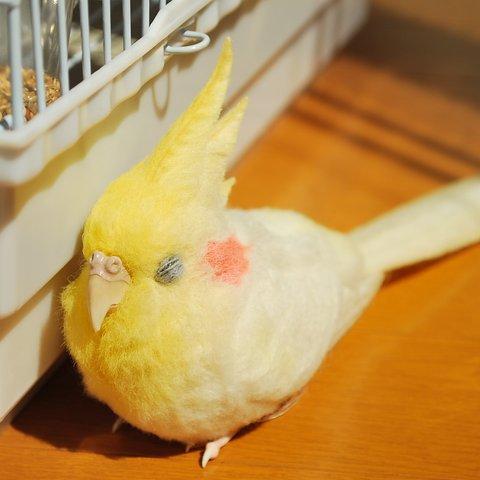 オカメインコ　ルチノー　植毛仕上げ　1604052