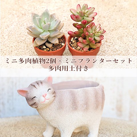 多肉植物2個×ミニプランターセット リールシネット ポット 培養土付き 鉢 雑貨 寄せ植え かわいい ミニ おしゃれ ガーデン