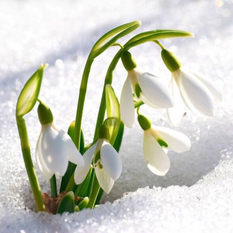 [fragrance Oil] Sparkling Snowdrop 100mL