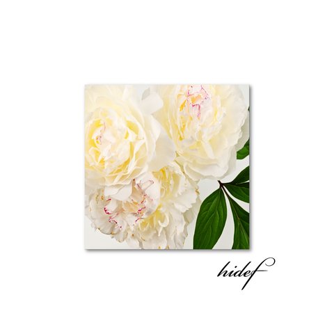 【送料無料】艶やかになる白いシャクヤクの花と葉（sq23060010）