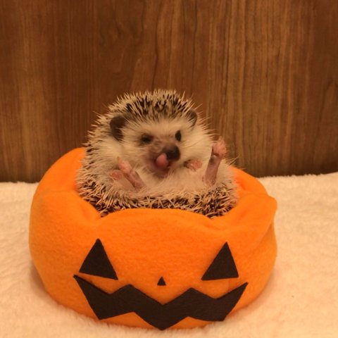 105号 (大)ハロウィンカボチャクッション