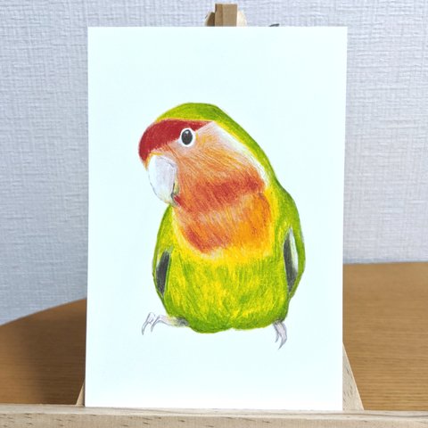 コザクラインコ 同柄3枚組ポストカード【変更可能】