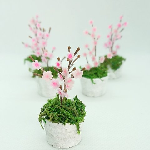 🌸桜の花の鉢植え🌸