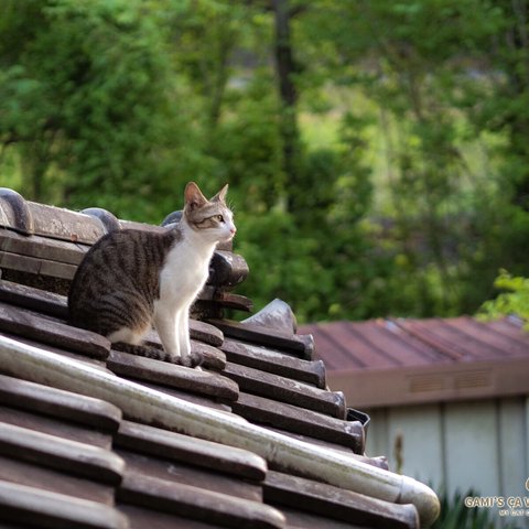 屋根の上の猫