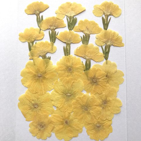 ジュリアンの押し花　黄色