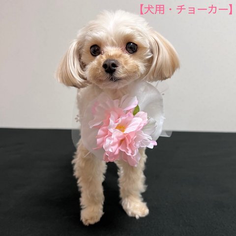 【犬用】桜　ブーケ　チョーカー　コサージュ　リボン　トリミングリボン　リングドッグ　記念日　犬アクセサリー　ペットアクセサリー