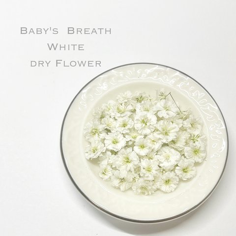 かすみ草　Nホワイト　ドライフラワー　花材　自然色　DIY 　白
