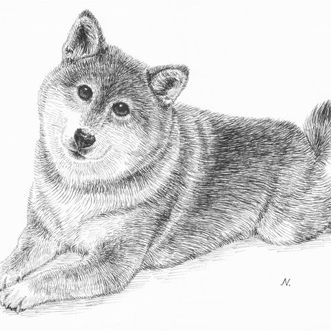 動物のペン画「柴犬」A4サイズ