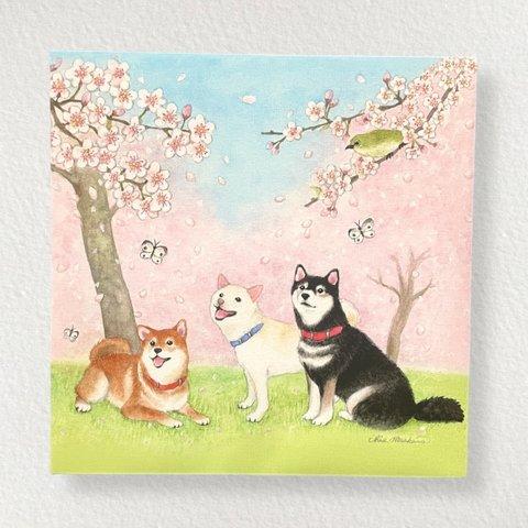 柴犬と桜＊水彩イラスト＊【複製画アートパネル】※送料込