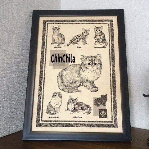 チンチラゴールデンの子猫のポスター