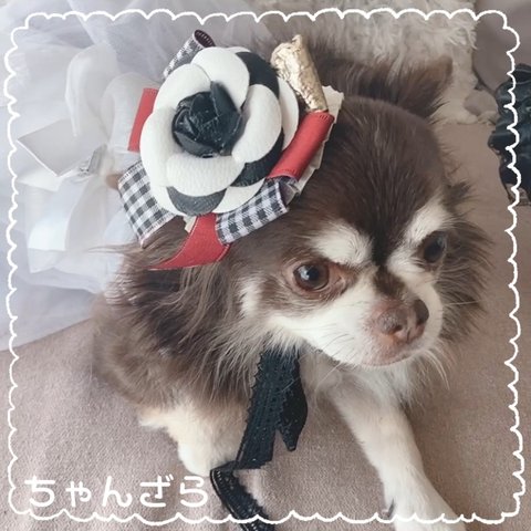 お嬢様のカメリアヘッドドレス💕ボルドー(小型犬)