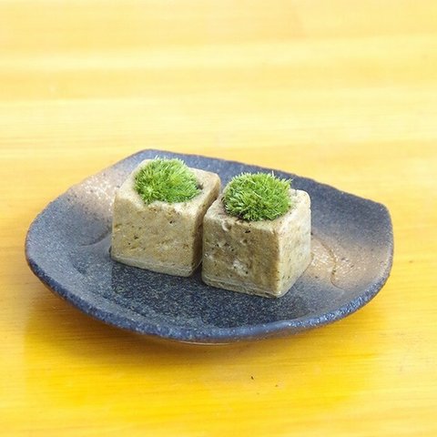 つんだり・ならべたり・ちいさな苔【苔盆栽・こけキューブ２個・黒備前器セット】