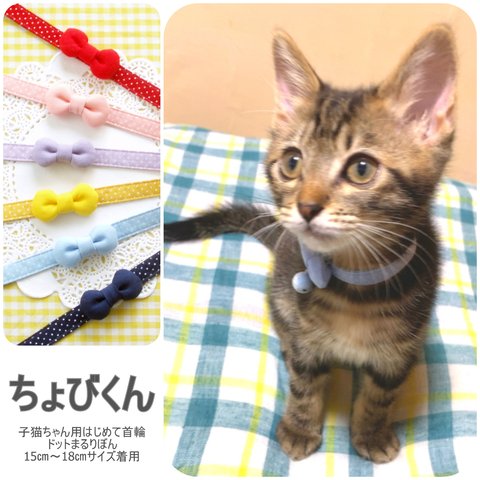 お客さまの愛猫ちゃんギャラリー