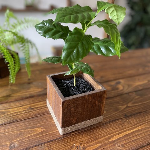 wood cube ＜ダークウォルナット＞ コーヒーの木セット