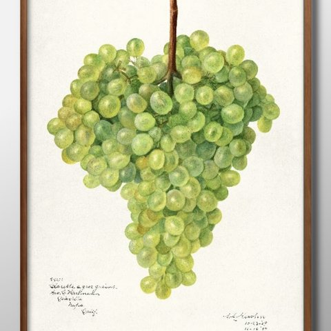 7299　■　A3　アートポスター『ブドウ　葡萄』絵画　イラスト　デザイン　マット　北欧