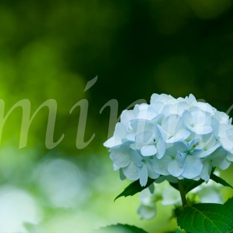 紫陽花の花の写真  (A3) 　送料無料