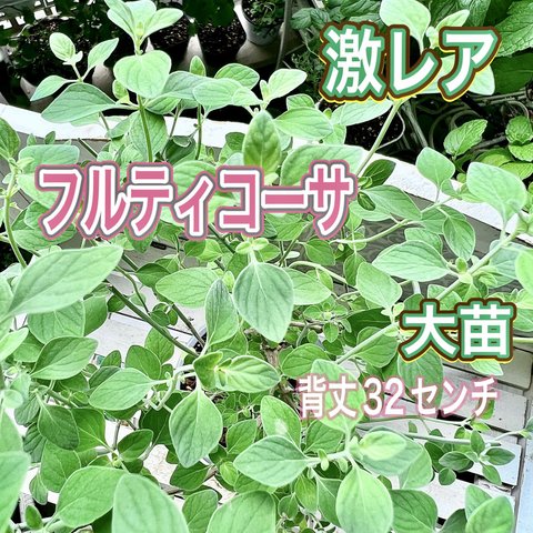 激レアすぎて　フルティコーサ　ミクロメリア属　大苗　元苗　ハーブ　ミント　可憐なお花が可愛い