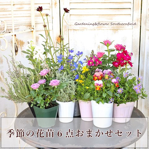 🌷季節の花苗6点おまかせセット 赤 ピンク ホワイト ブルー 鉢植え 花壇 庭植え ガーデニング