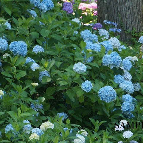 リビングを華やかに♪　A4サイズ写真　「水色の紫陽花」