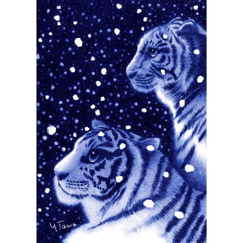ホワイトタイガー　虎　イラスト　デジタル絵画　鉛筆画　色鉛筆画　絵　干支