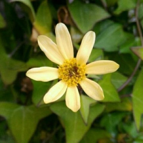 黄色い花が咲く
マーガレットアイビー