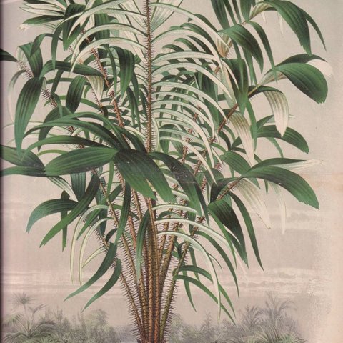 フランスアンティーク 博物画 植物画『ASTROCARYUM　MURUMURU』 多色刷り石版画　ボタニカルアート