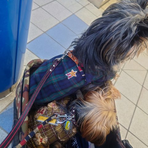 着せやすい犬服・ワッペン付チェックのシャツ🍀オーダーメイドで！