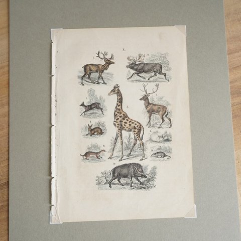 1800年代・動物図版