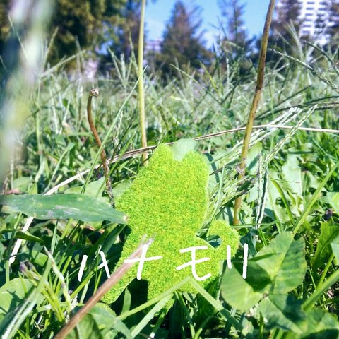 芝シール（いぬ①）