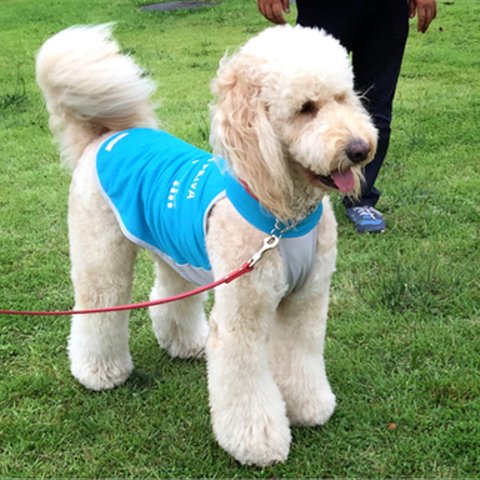 大型犬用スポーティタイプシャダンホルターネック