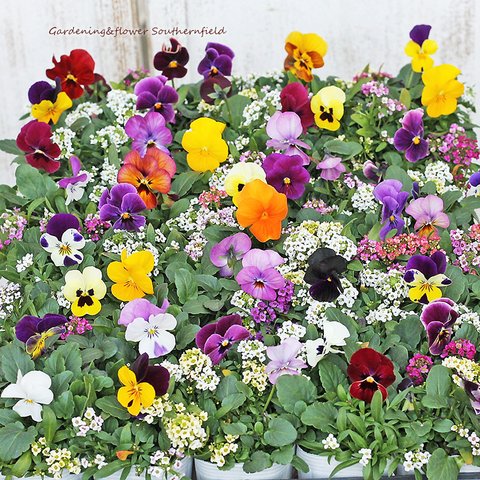 🌷花苗 ビオラ&アリッサム MIX 2.5号ロングポット 花壇 寄せ植え 春の花 🌷2苗セット